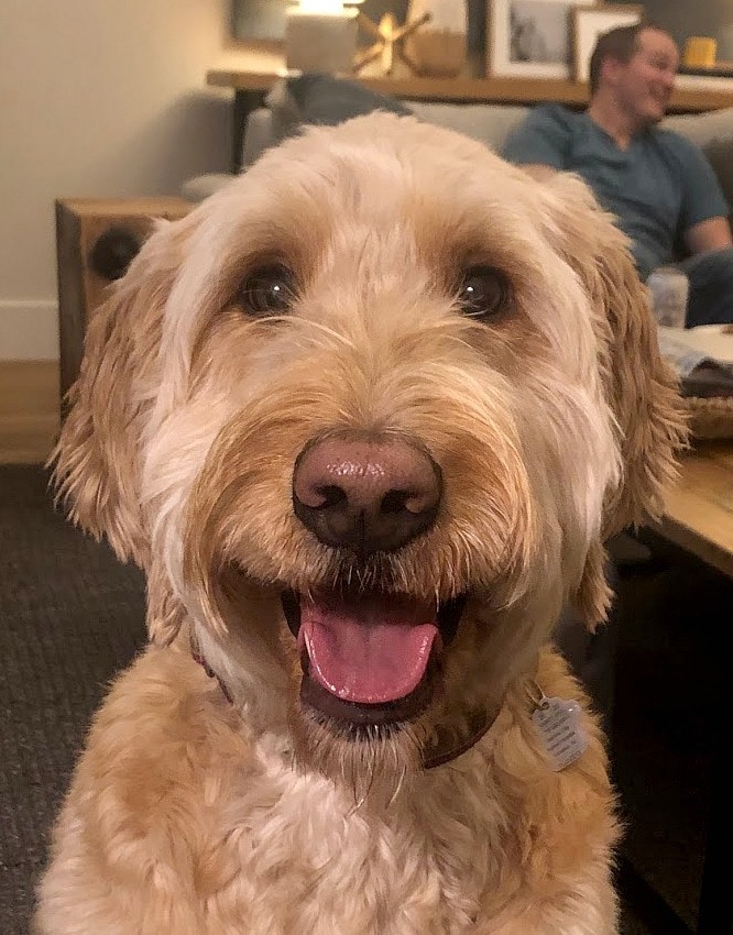 Doug the golden doodle. A Calm face in a hectic time
