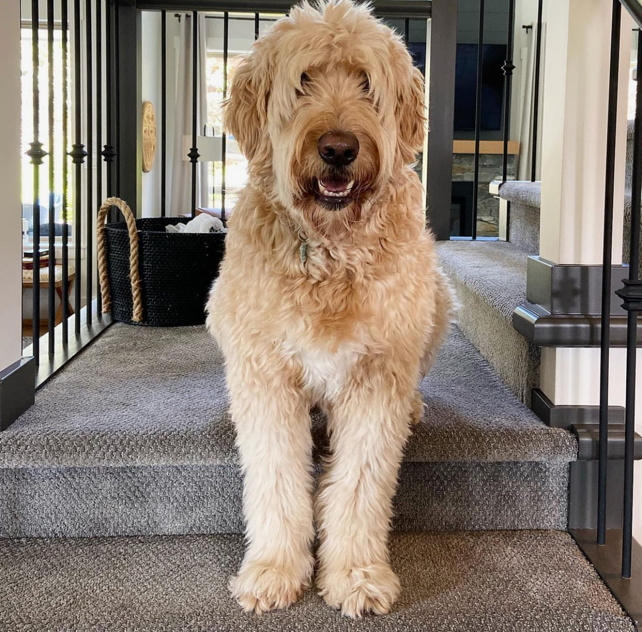 Doug the Golden doodle on gray stairs, Kylie M Edesign