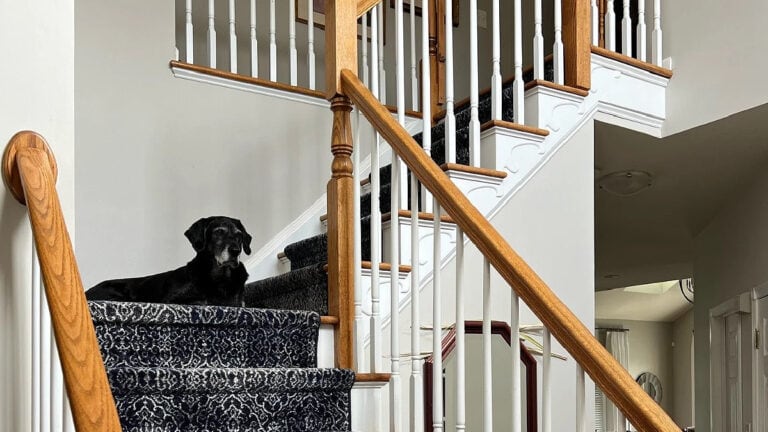 Sherwin Williams Agreeable Gray in a staircase with blue stair runner carpet and golden oak railings