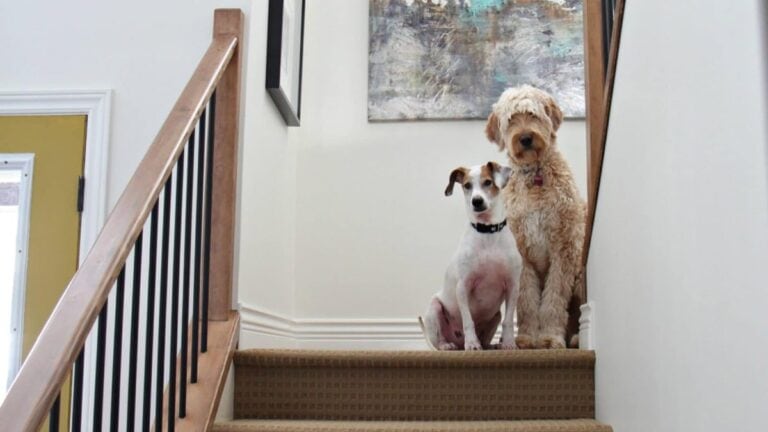 Staircase with beige carpet painted Sherwin Williams Creamy, a warm soft off white with 2 dogs and stair railing